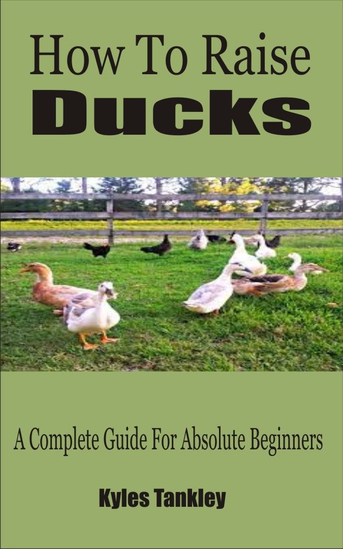 How To Raise Ducks: A Complete Guide For Absolute Beginners