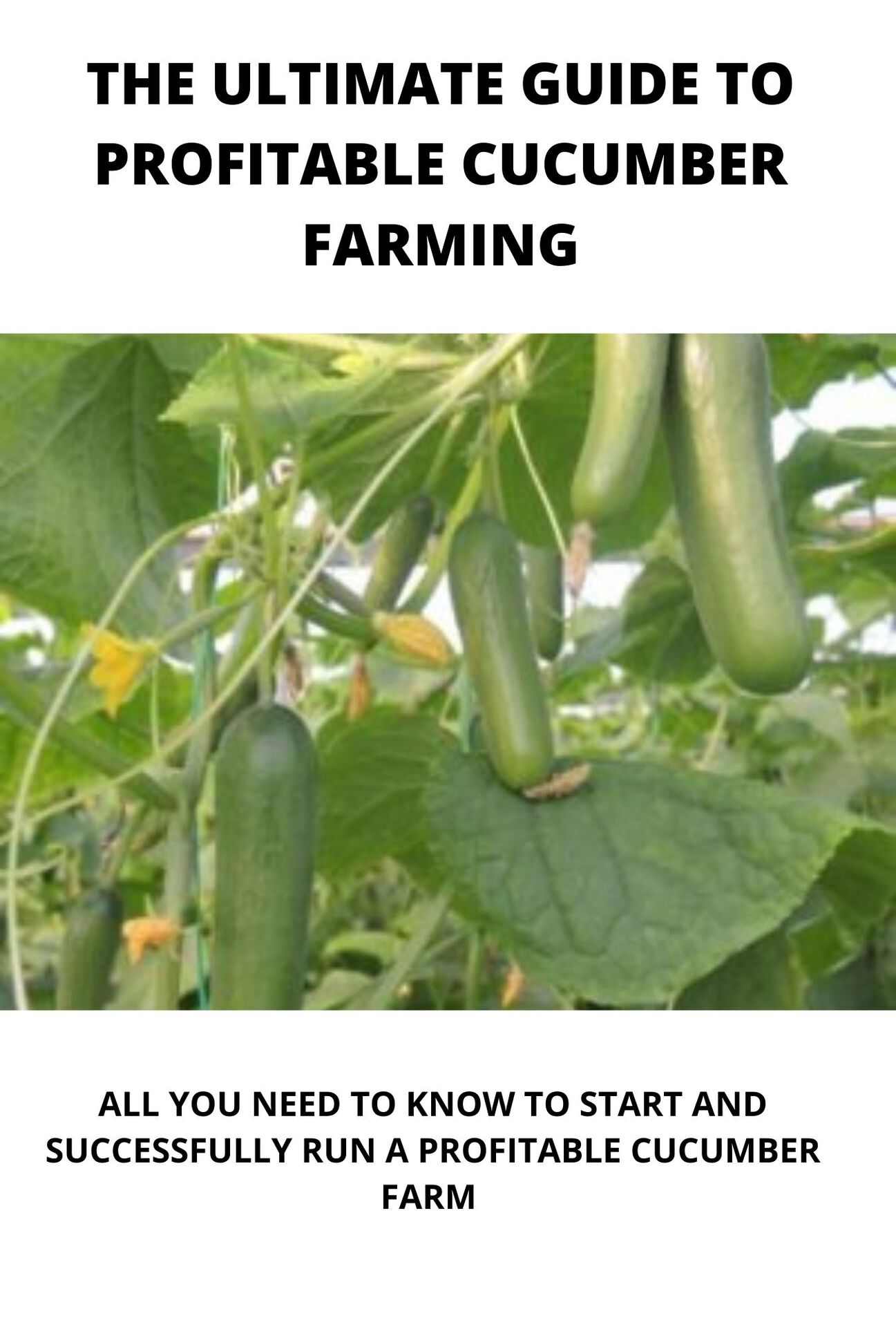The Step by Step Guide to Profitable Cucumber Farming: All You Need to Know to Start and Successfully Run a Cucumber Farm
