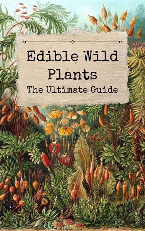 Edible Wild Plants The Ultimate Guide: Easy Tips on Identifying Them Edible Wild Plants For Beginners