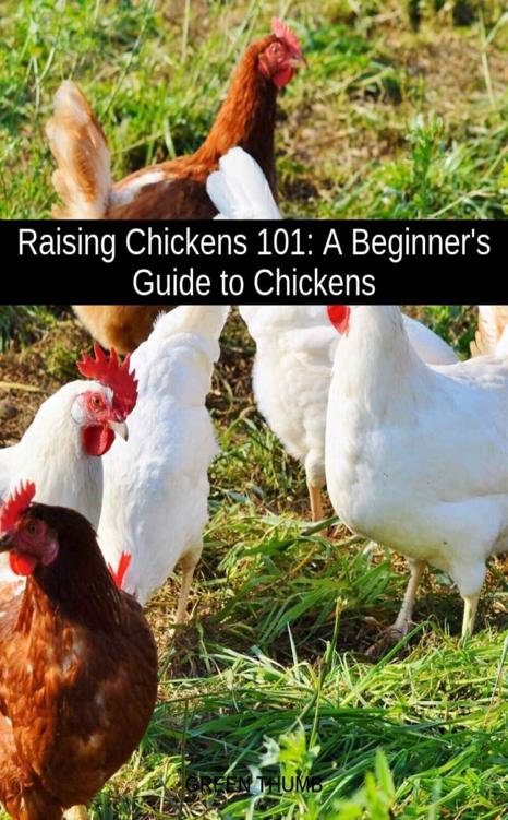 Raising Chickens 101 : A Beginner's Guide to Chickens (Gardening Homestead)
